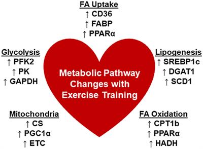 An “Exercise” in Cardiac Metabolism